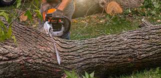 Trusted Lomita, CA  Tree Services Experts