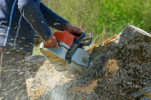 Tree and Shrub Care in Lomita, CA